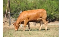 COMTE - Limousin